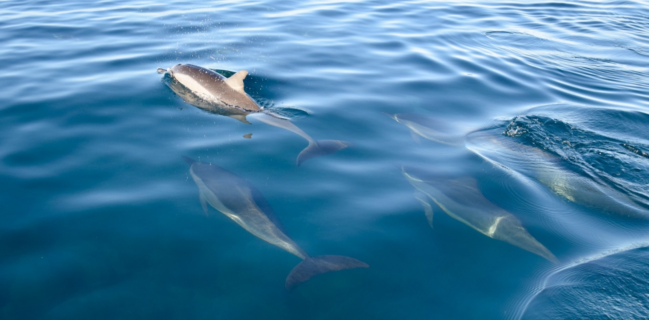 Swim with Dolphins - Photo by Raoul du Plessis Swim with Dolphins - Photo by Raoul du Plessis